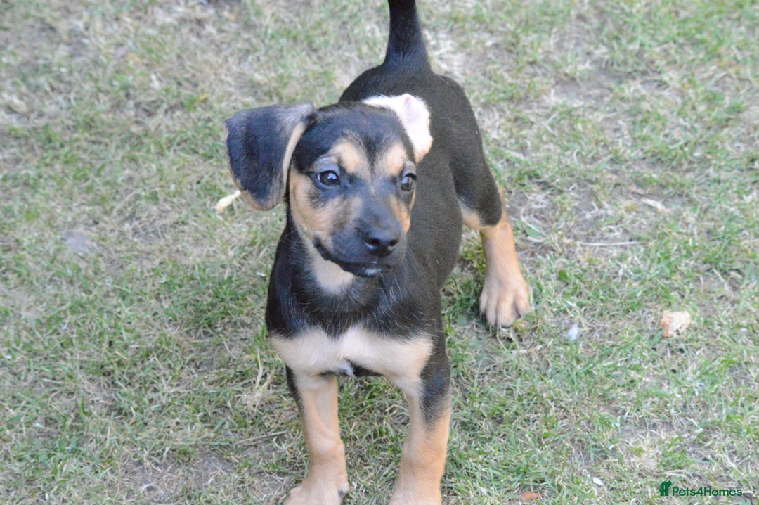 Mixed Breed dogs for sale: Mixed Breed Pups - Image 22