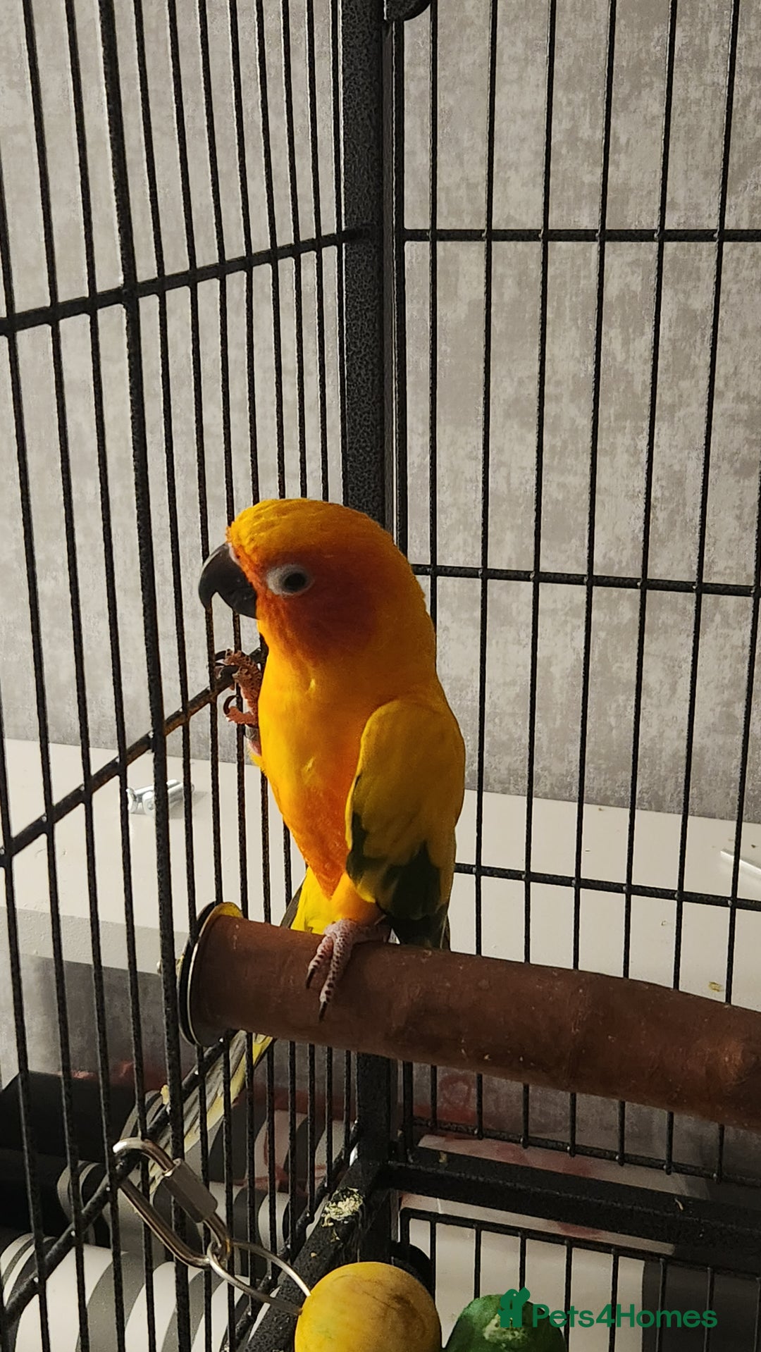 Parrots birds for sale: Breeding pair Sun Conure - Image 3