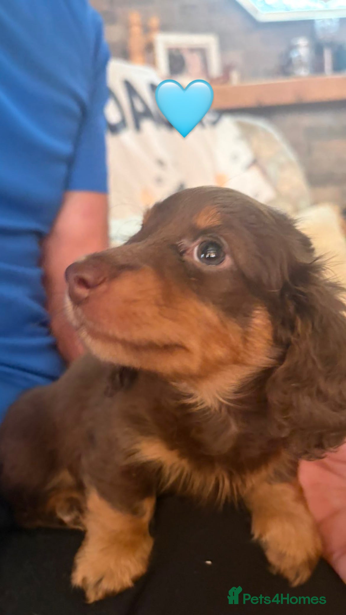 Miniature Dachshund dogs Longhaired stunning miniature Daschunds - Advert 15