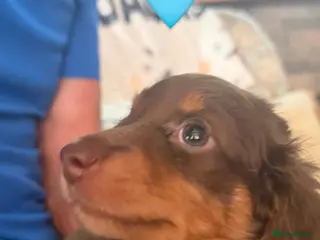 Miniature Dachshund dogs Longhaired stunning miniature Daschunds - Advert 15