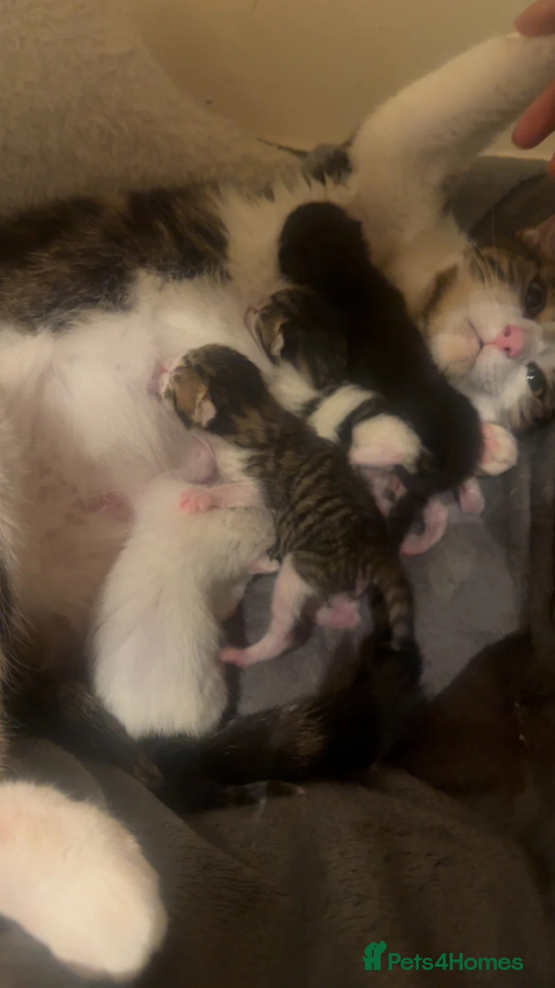 Mixed Breed cats for sale: tuxedo - Advert 11