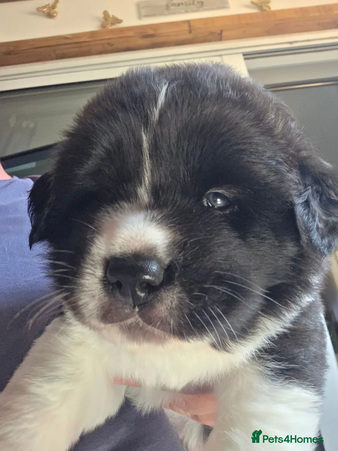 Mixed Breed dogs for sale: 4 beautiful saint burnard x akita puppies  - Advert 36