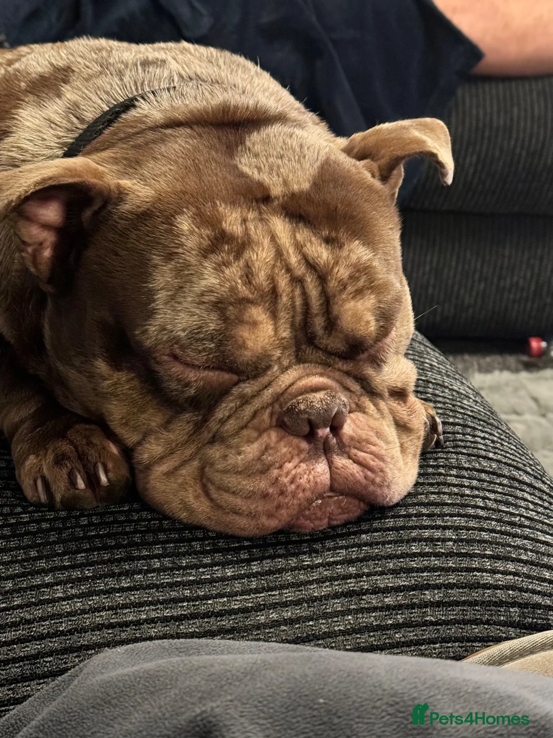 English Bulldog dogs for sale: Pocket bully  in Southampton - Advert 6