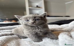 British Shorthair cats for sale: Our beautiful cute shorthair blue kittens - Image 17