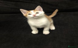 Mixed Breed cats for sale: Ginger and Tortie Kittens 2 available  - Image 5