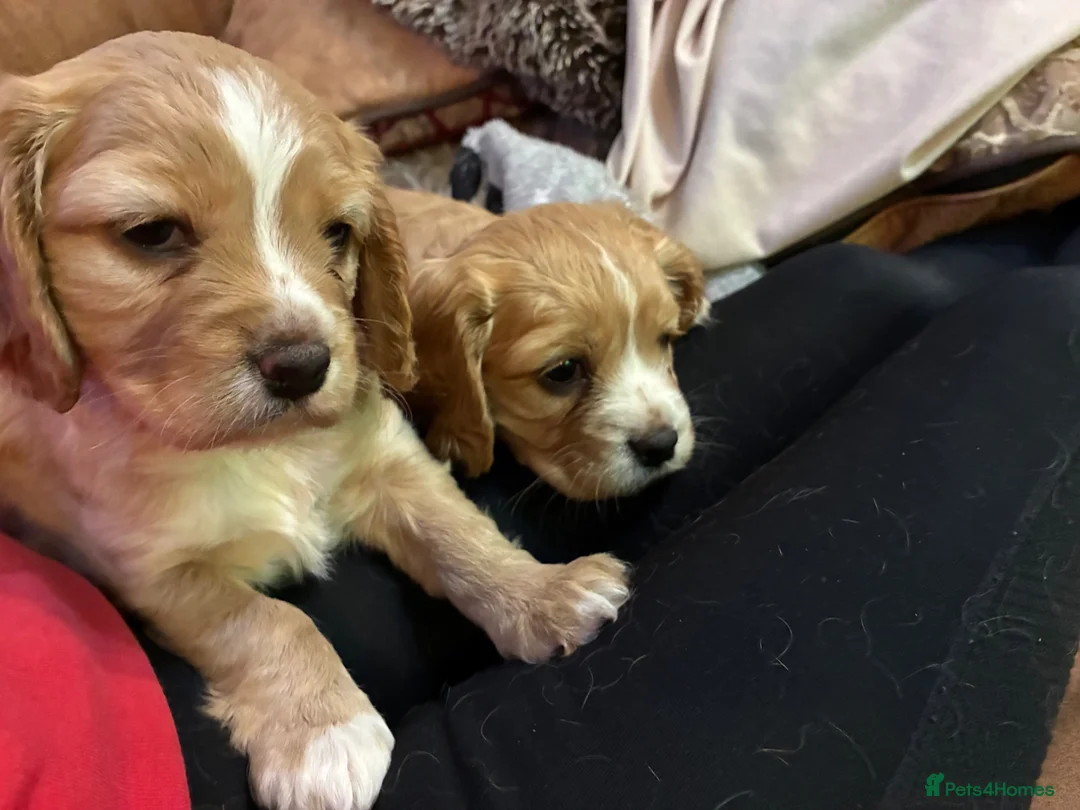 Mixed Breed dogs for sale: Cockapoo x cavalier King Charles spaniel.  in Dunfermline - Advert 2