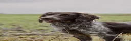 Sprocker dogs for sale: Sprocker spaniel puppies - Advert 11