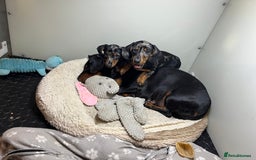 Miniature Dachshund dogs for sale: Miniature Dachshund KC last two girls  - Image 13