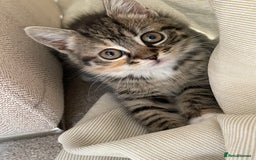 Mixed Breed cats for sale: Adorable Longhair Kittens-ready for a new home - Image 4