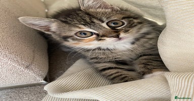 Mixed Breed cats - Advert 16