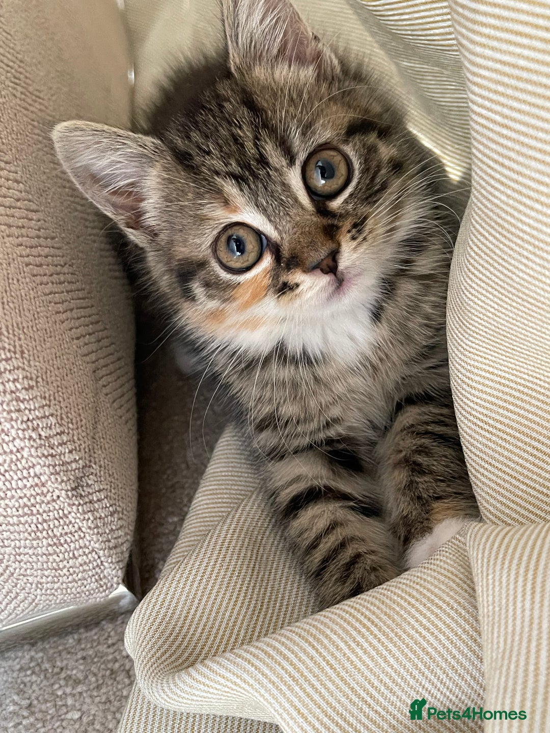 Mixed Breed cats for sale: Adorable Longhair Kittens-ready for a new home - Image 4