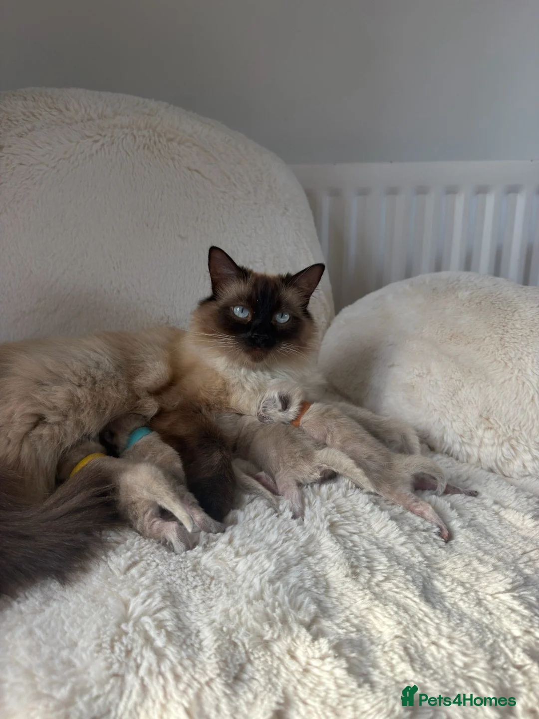 Ragdoll cats for sale: Pure Ragdoll Kittens – Ready to Reserve - Advert 1