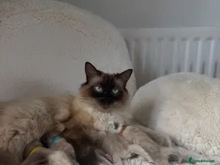 Ragdoll cats Pure Ragdoll Kittens – Ready to Reserve - Advert 1