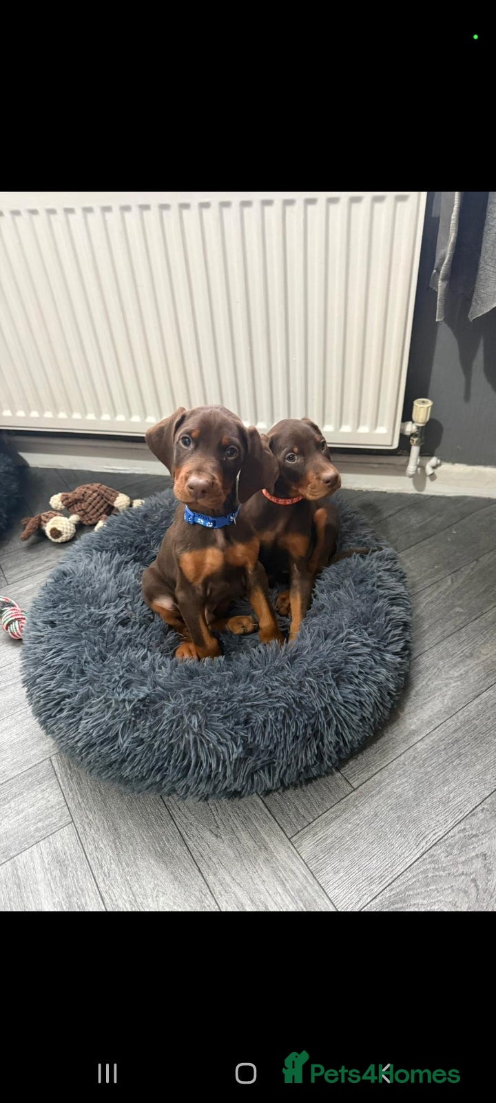 Dobermann dogs 🔥Beutifull doberman puppies ready now🔥  - Advert 2
