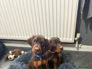 Dobermann dogs 🔥Beutifull doberman puppies ready now🔥 - Advert 2
