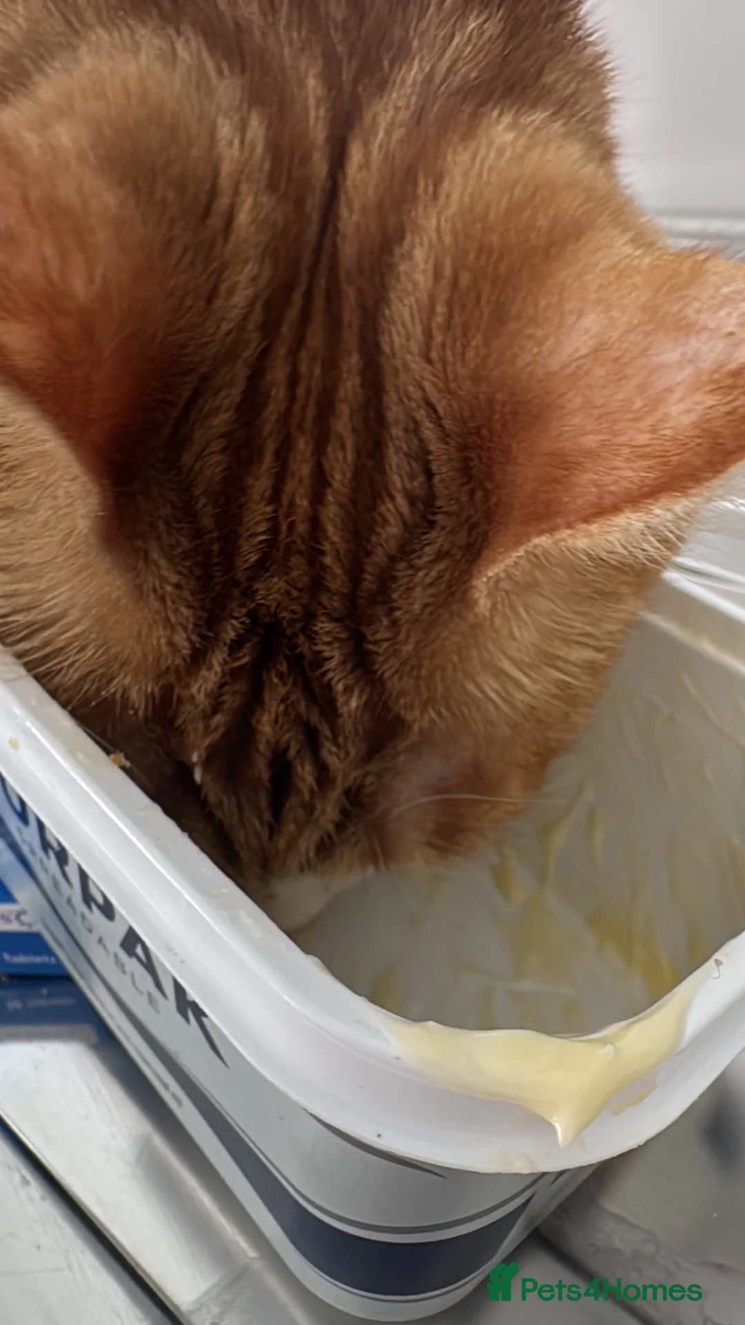 Mixed Breed cats for sale: Marla cat she’s 3 not 2 I can’t change  - Advert 32