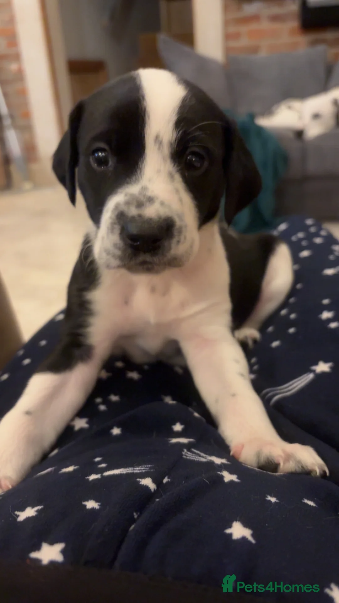 Mixed Breed dogs for sale: Dalmatian x Labrador puppies  - Advert 2