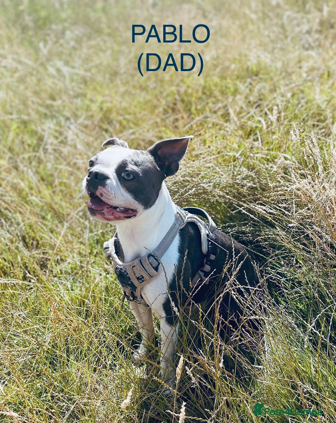 Boston Terrier dogs for sale: Beautiful Boston Terrier Puppies - Image 2
