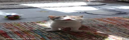 Mixed Breed cats for sale: Four girls. - Advert 11