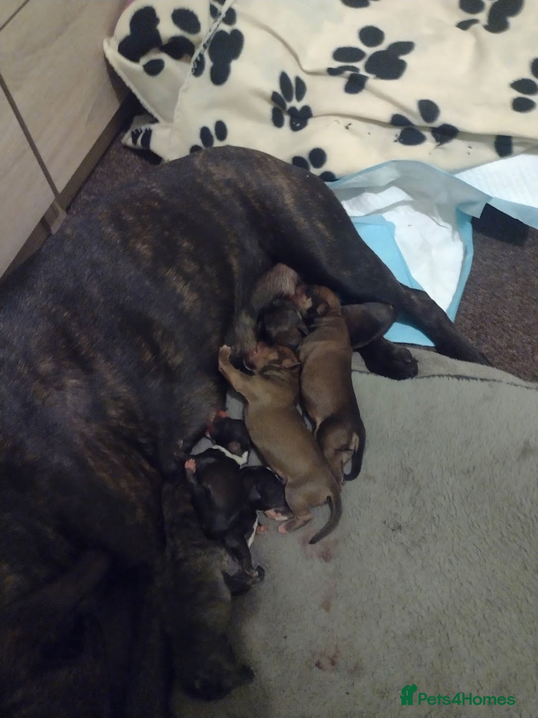 Staffordshire Bull Terrier dogs for sale: Beautiful stunning staffy puppies READY To go !!! - Advert 2