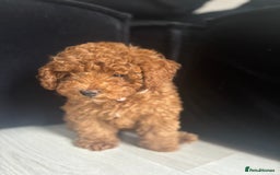 Toy Poodle dogs for sale: Beautiful Red Little Toy Poodle Girl - Image 2
