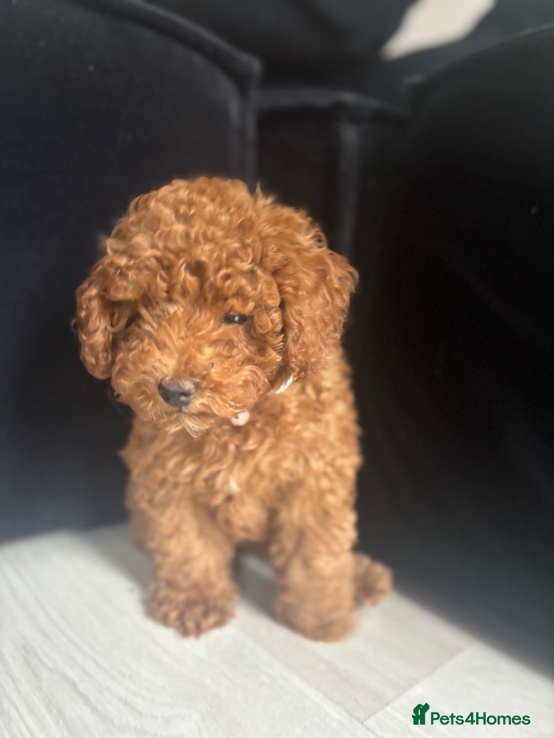 Toy Poodle dogs for sale: Beautiful Red Little Toy Poodle Girl - Image 2