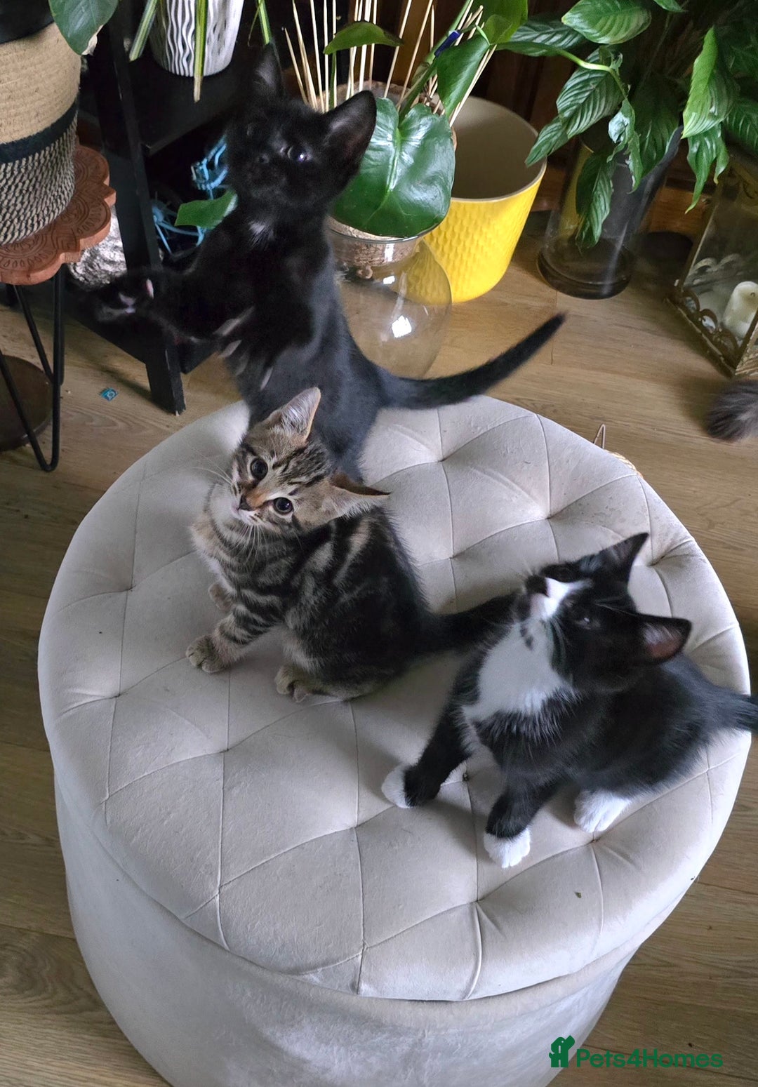 Mixed Breed cats for sale: Three boys looking for forever loving home  - Advert 3