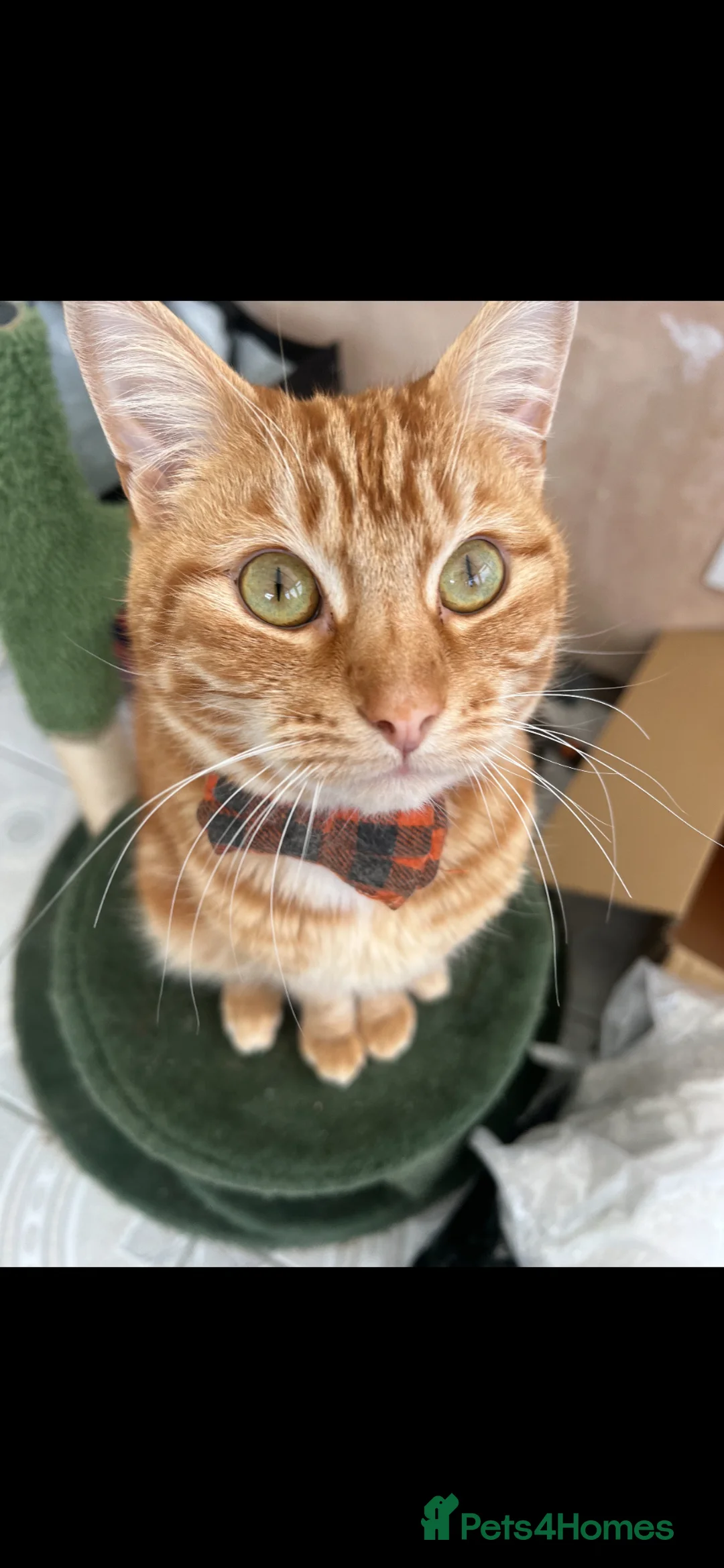 Mixed Breed cats for sale: 1 year old Male Ginger Cat in Saint Helens - Advert 2