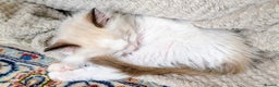 Ragdoll cats for sale: Gorgeous Lucy, a seal bicolour ragdoll kitten  - Advert 2
