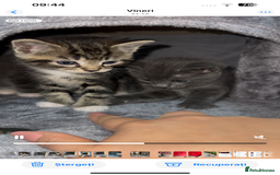 European cats for sale: Tabby kitten 8 week  - Image 1
