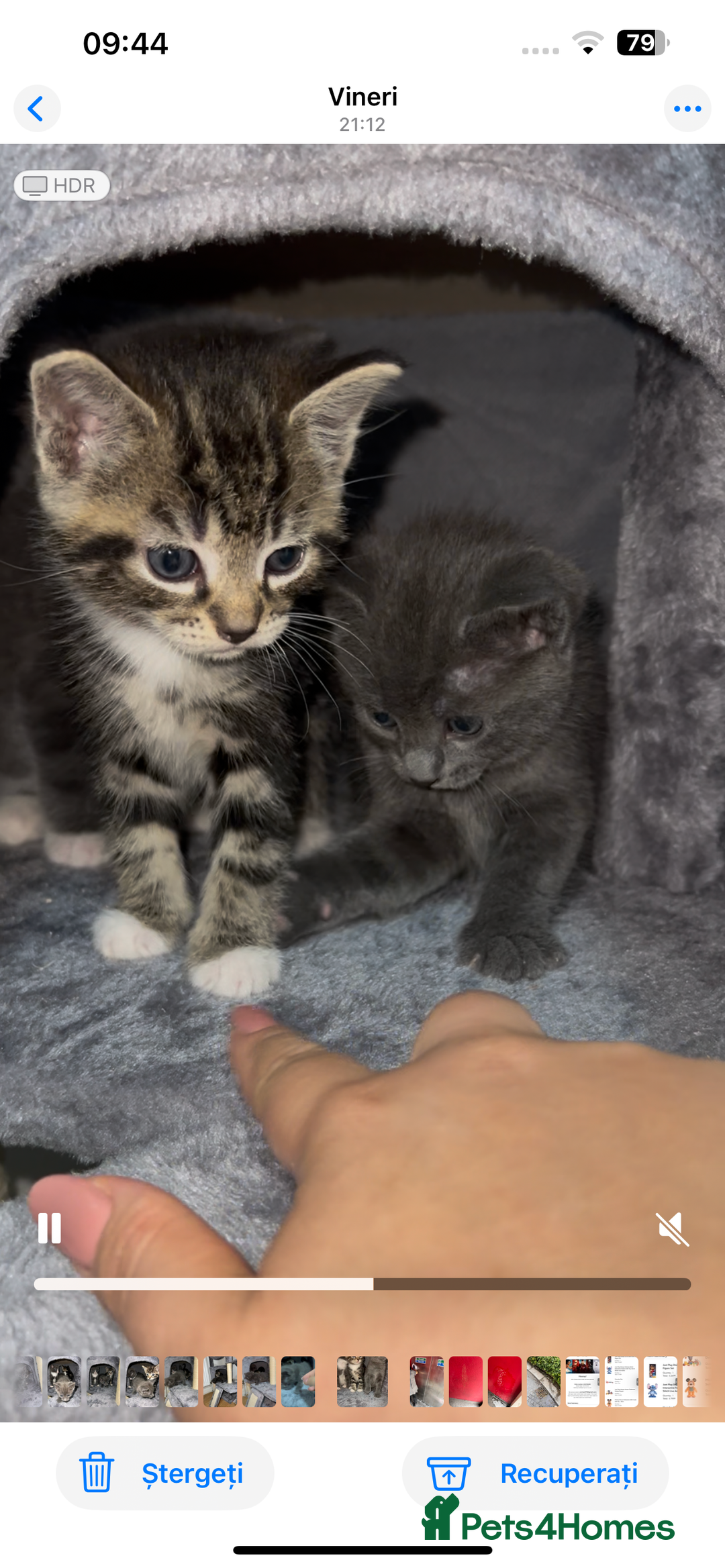 European cats for sale: Tabby kitten 8 week  - Image 1