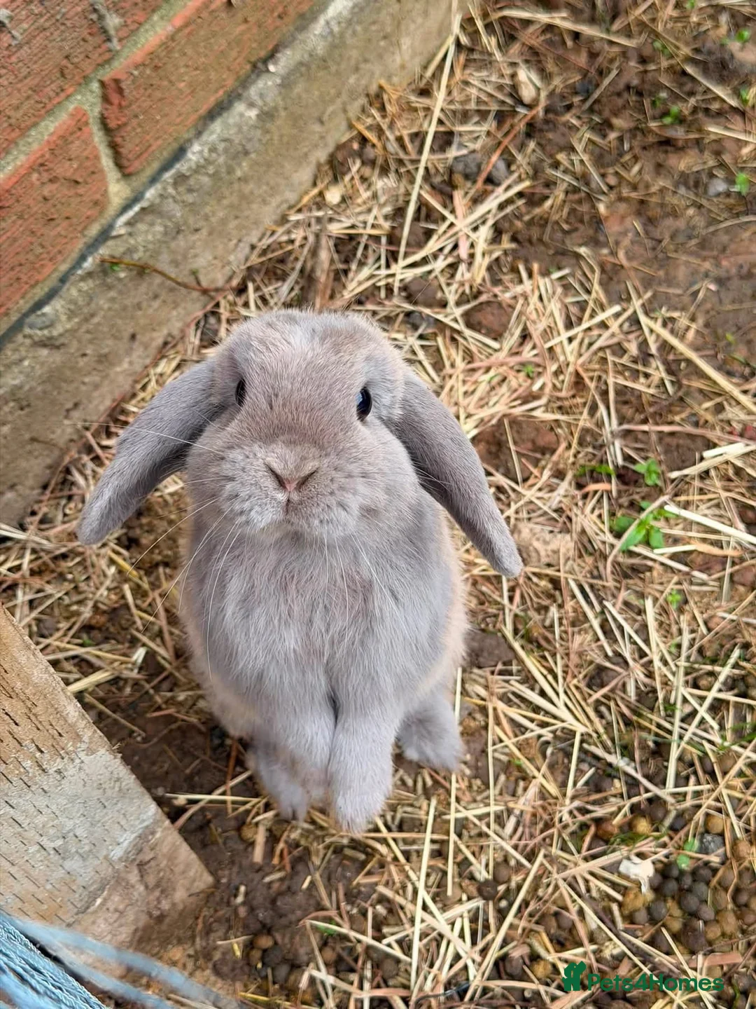 Mini Lop rabbits for sale: Mini lop buck and doe  in Middlesbrough - Advert 5