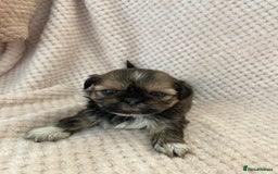 Mixed Breed dogs for sale: Lhasa apso cross shihtzu puppies. - Advert 11