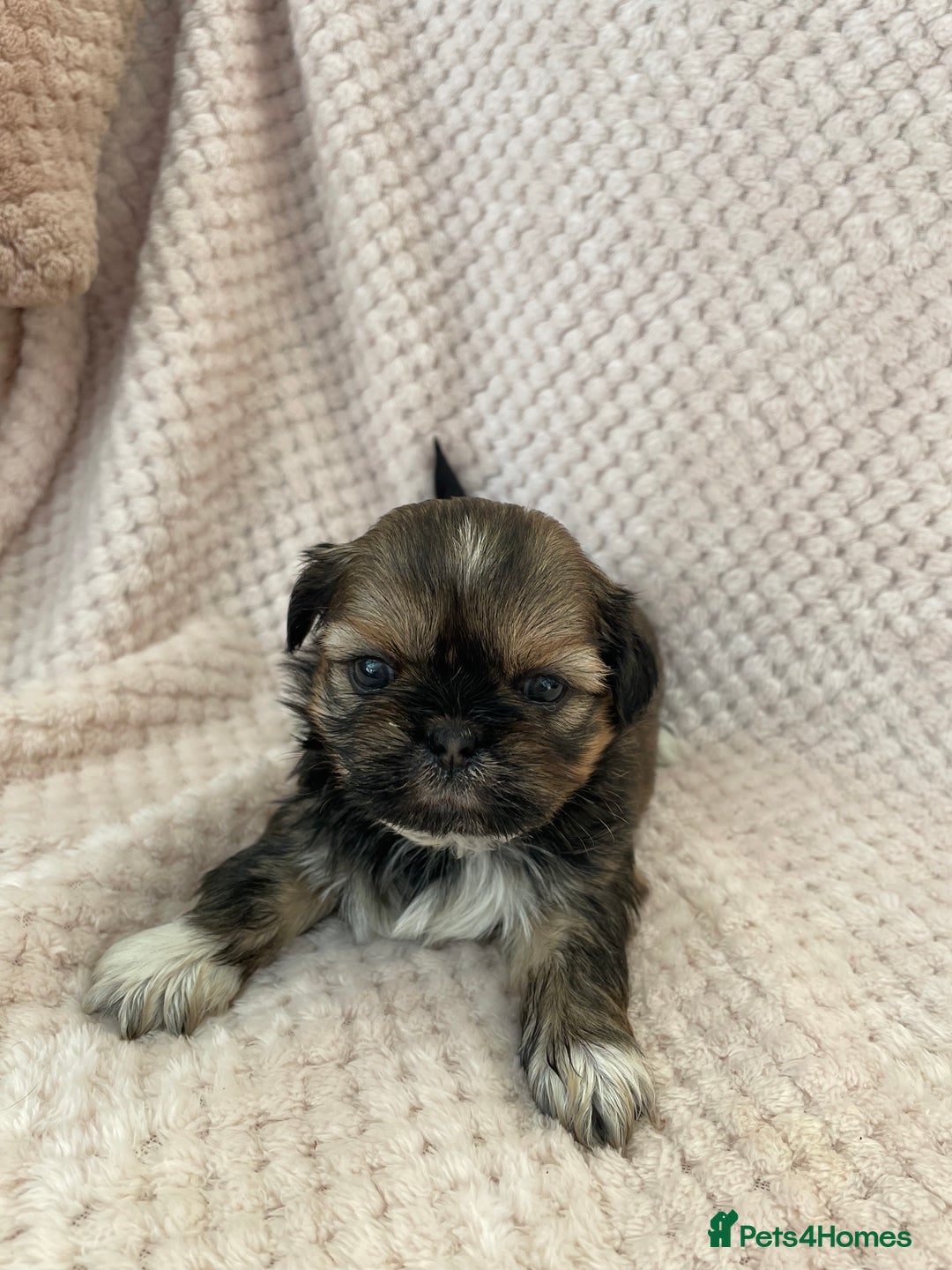 Mixed Breed dogs for sale: Lhasa apso cross shihtzu puppies. - Advert 11