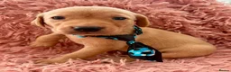 Labrador Retriever dogs for sale: KC Reg Labradors from Fully Health tested parents - Advert 9