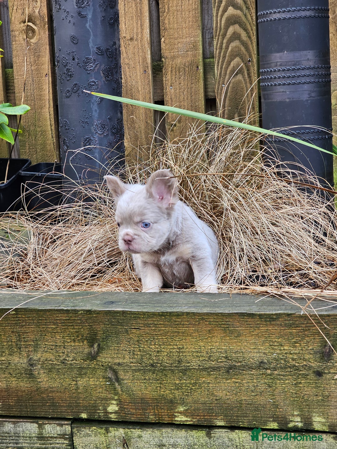 French Bulldog dogs for sale: French bulldog pups isabella and tan fluffy  - Advert 10