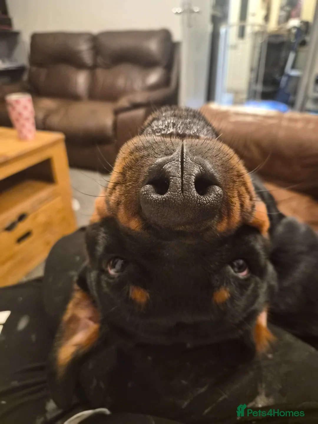 Rottweiler dogs for sale: Lady  in Selby - Advert 4