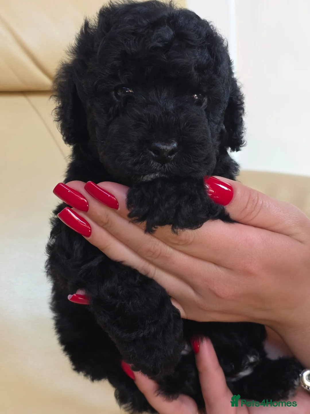 Cockapoo dogs for sale:  Meet Our stunning  F1B Cockapoo Puppies. - Advert 27