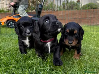 Cocker Spaniel dogs KC Registered Working Cocker Spaniels - Advert 2