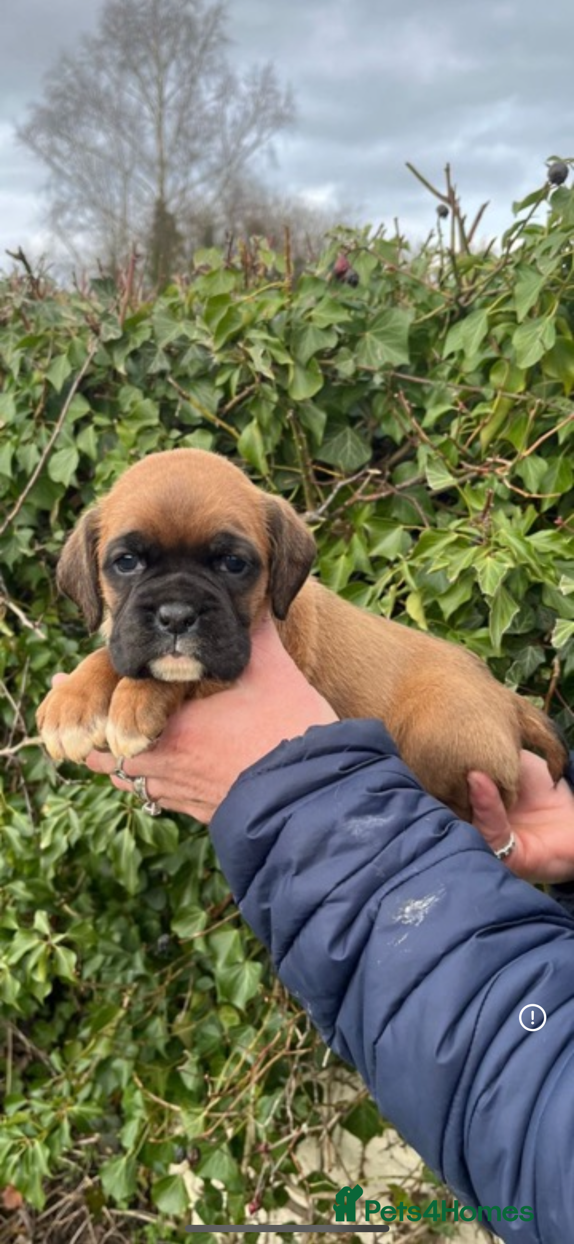 Boxer dogs Bobtail boxer puppies - Advert 2