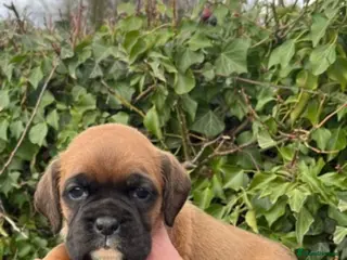 Boxer dogs Bobtail boxer puppies - Advert 3