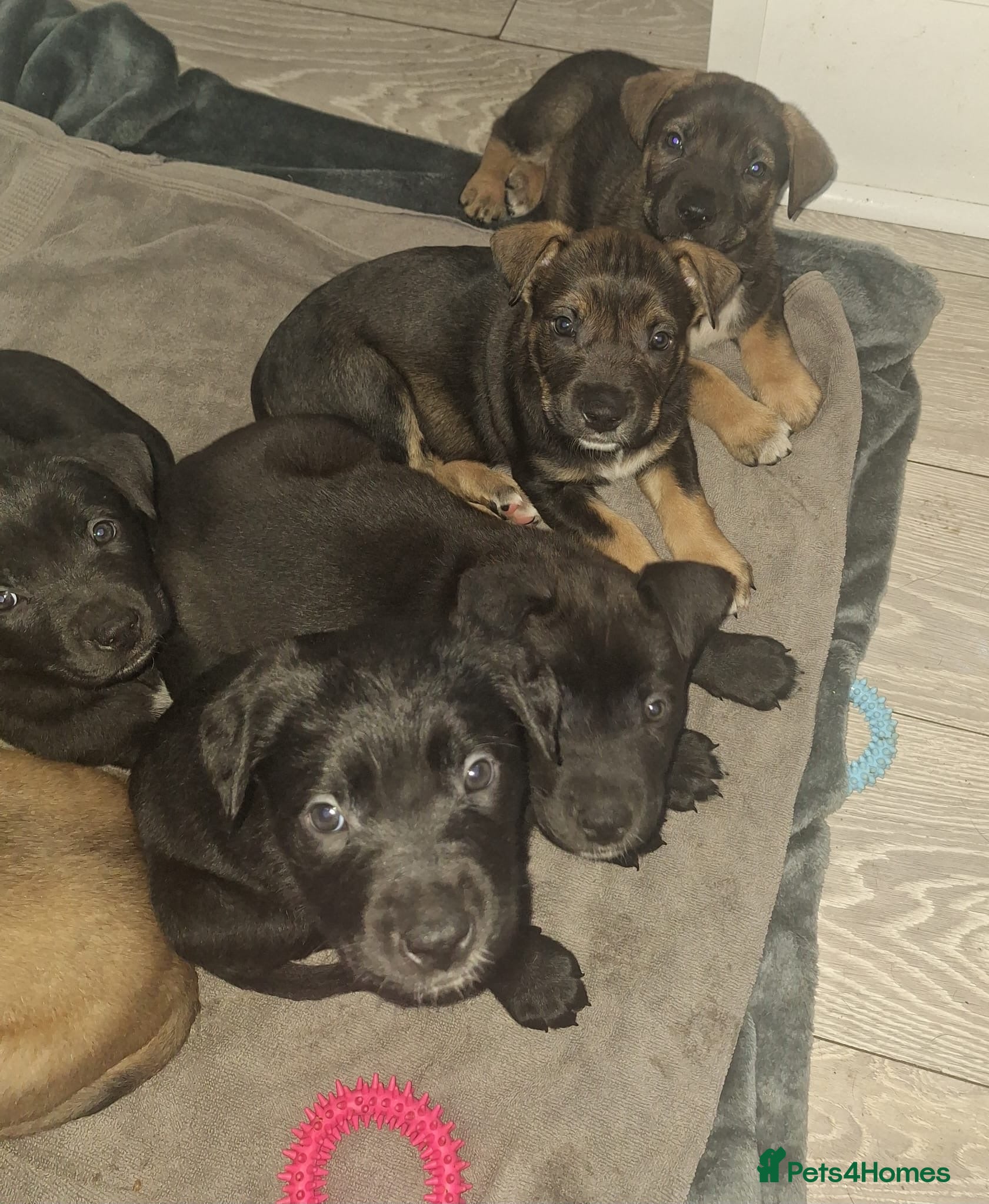 Mixed Breed dogs Cane corso x German shepherd pups  - Advert 1