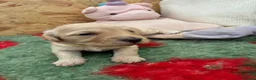 Cockapoo dogs for sale: F1 Cockapoo puppies  - Advert 14