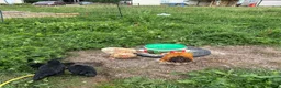 Chickens poultry for sale: Trio of Buff mottled Pekin bantams  - Advert 4