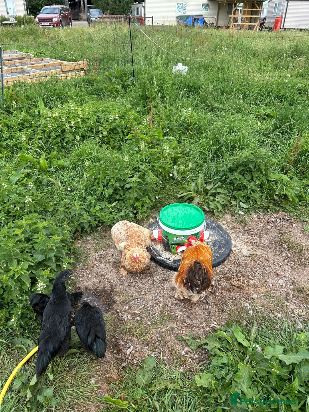 Chickens poultry for sale: Trio of Buff mottled Pekin bantams  - Advert 4