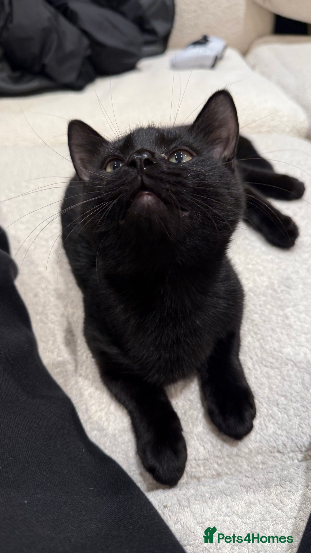 Mixed Breed cats for sale: Kitten for free - Advert 3