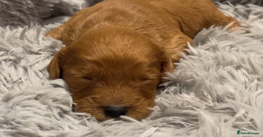 Cockapoo dogs - Advert 5
