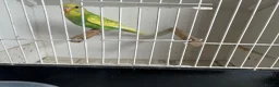 Budgerigars birds for sale: Budgerigars in Whitchurch - Advert 6