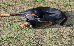Dobermann dogs for sale: 1 Female available kc reg working line dobermann in Durham - Image 3