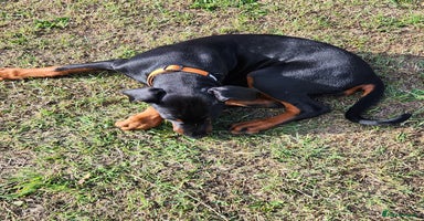 Dobermann dogs in Durham - Advert 7
